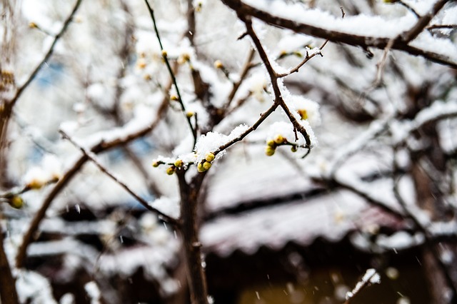 球星杰森